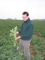 Oilseed Rape